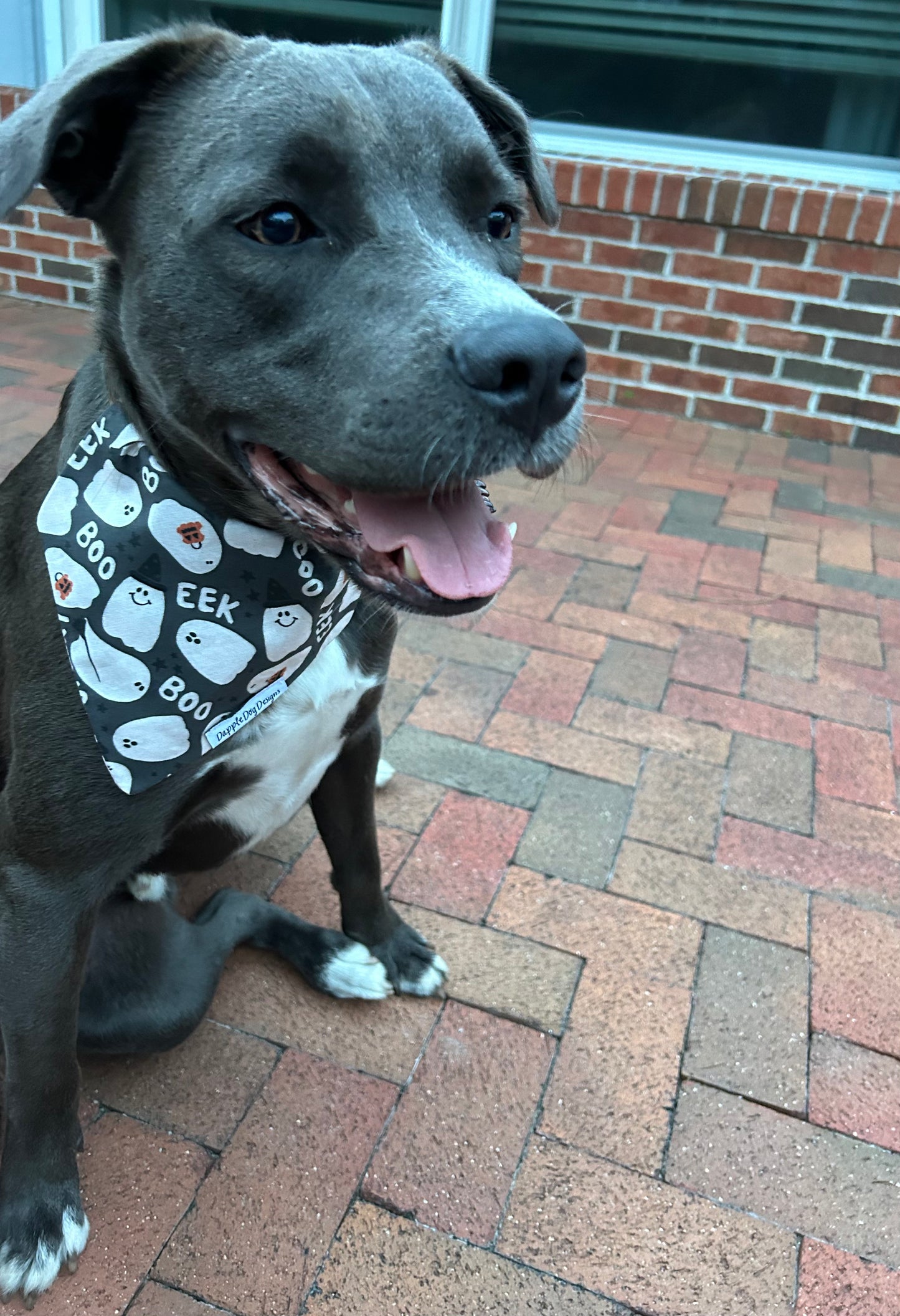 Eek! Dog Bandana