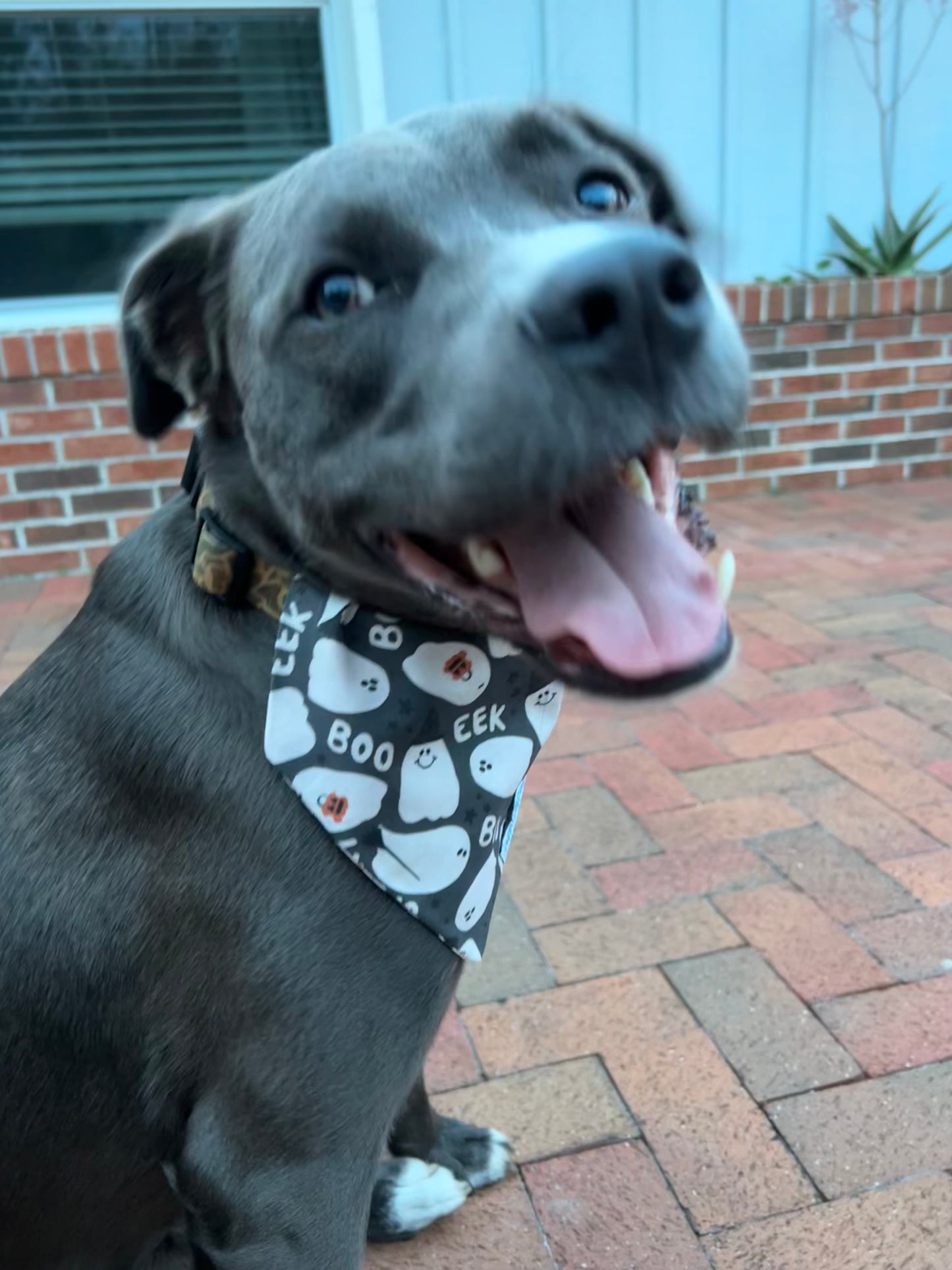Eek! Dog Bandana