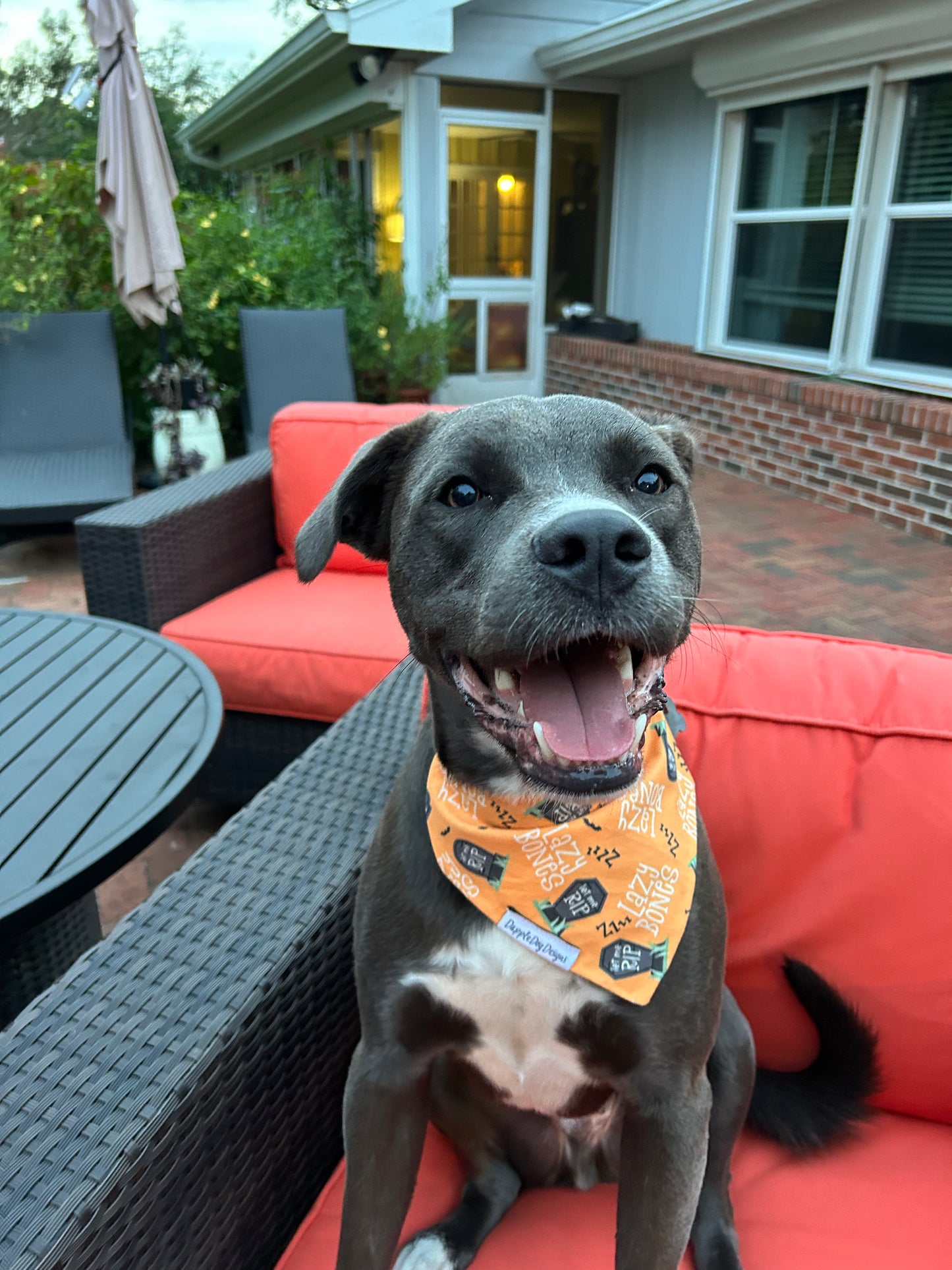 Let me rest in peace! Dog Bandana