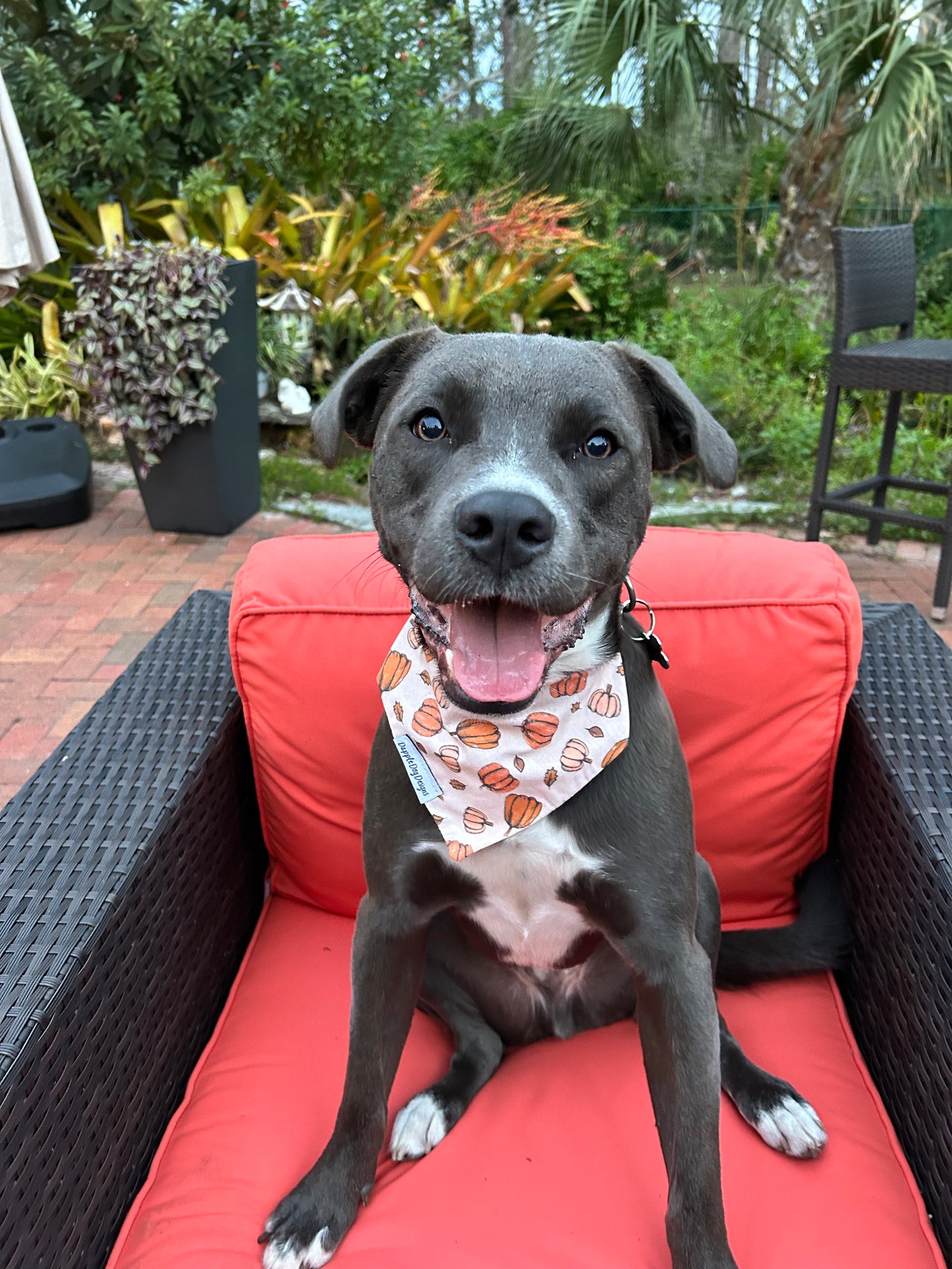 Little Punkin! Dog Bandana
